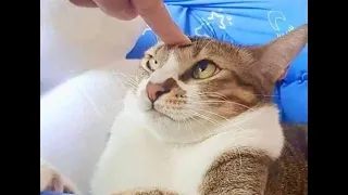 🐈 Теперь ты будешь послушным! 😺 Подборка смешных котов и котят для хорошего настроения! 😻