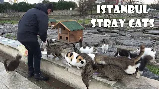 Every time I come here these cats are hungry. But they are not weak. Why? Adorable Paws