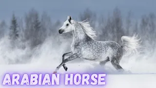 Arabian Horse | White Arabian Horse | Arabian Horse Show | Arabian Horse Endurance | @PetsGrove