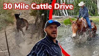 Herding Cattle Isn't Always Easy: Vlog 45