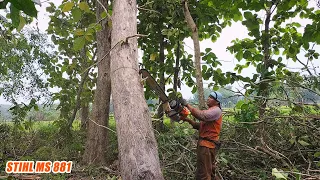 dangerous..!! Teak tree felling stuck - stihl chainsaw ms 881