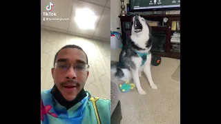 Haiku the husky sings again