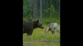 Медведи такого не ожидали.Волчья стая изматывает двух Медведей. #animal