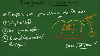 Regeneração e Cicatrização - Resumo - Patologia Geral