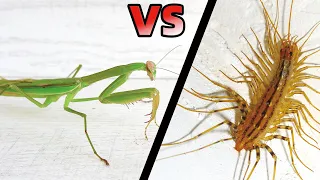 中華大刀螳螂 VS 蚰蜒，結果會怎樣？Mantis VS House Centipede