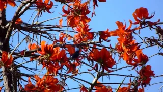 Colibrí pico de espada (Ensifera ensifera)