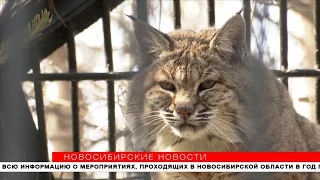 27,5 млн рублей выделят закрытому Новосибирскому зоопарку