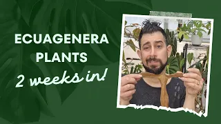 Importing Rare Houseplants: Successes & Lessons | Exclusive Ecuagenera Plant Haul Update 🌿