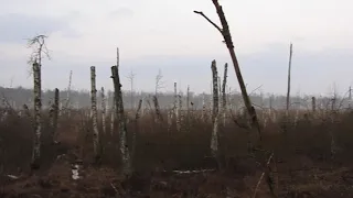 Mszar typowe miejsce występowania i żerowania Puszczyka Mszarnego.