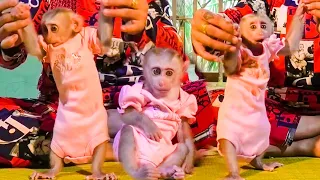 Teaching poorest Baby monkey Mamo learn to walk