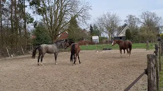 Elonia eerste ronde hengstig