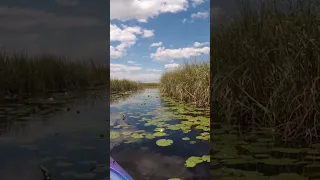 Close encounter! Alligator ahead of me!  #shorts #alligator #😲😯