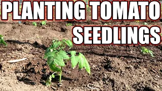 How to transplant tomato seedlings to your garden