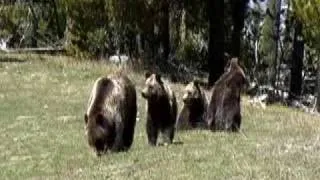 Grizzly Bear 399's cub scratching it back