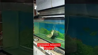 Agressive arowana feeding egg white..