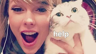 Taylor Swift being bullied by her cats for 2 minutes straight