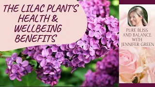 Health & Wellbeing Benefits Of Lilac Plant | An Urban Plant & Nature Connection