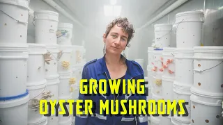 Growing Oyster Mushrooms