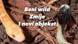 Beni Wild pokazao zmije i novi objekat