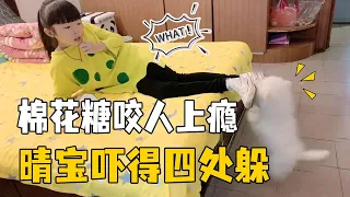 Qingbao's dog is addicted to biting things, even the owner bites