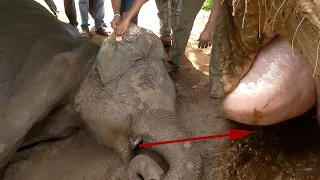 The poor baby elephant’s injured mouth recovered with a successful treatments.-Elephant veterinarian