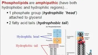 Macromolecules Part Four: Lipids