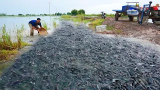 amazing fishing! a fisherman skill catch fish a lots after flooding season by best hand