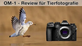 OM-1 für Tierfotografen - Meine Erfahrungen (Review)