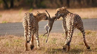 15 Cheetah Attacking Moments Caught on Camera