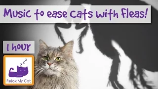 Music to ease Cats with Fleas! Help Cats with Skin Problems and Fleas with Soothing Music
