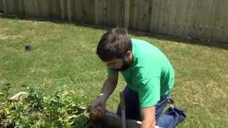 Potato harvest - Lasagna method vs. Mounding