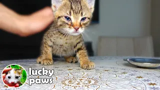 Sick Kitten Doesn't Want to Go To Rainbow Bridge And Has An AMAZING Transformation 🌈| Lucky Paws