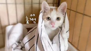 희야즈 아기냥이들 이름은 탕.후.루🍡 감기가 왔어요 훌쩍😿