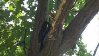 Pileated woodpecker hammers tree branch