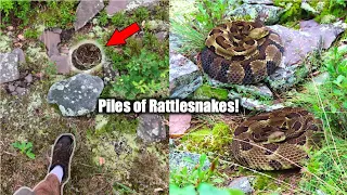 Are Timber Rattlesnakes Really THAT Dangerous?- Finding PILES of Rattlesnakes Deep in the Woods