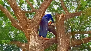 Cưa cây Còng siêu khủng ở lộ xe / Sawing a super huge Tamarind tree on the road | T617