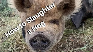 Hog Slaughter