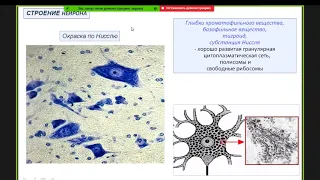 "Нервная ткань" - Кутукова К.А.