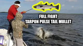100lb Tarpon on the Pulse tail line thru mullet full fight no cuts and full gear breakdown exactly.
