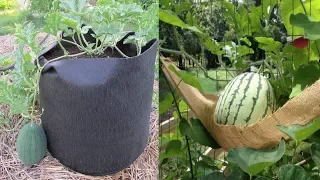 10 Tips To Grow Watermelon In containers No Matter where You Live