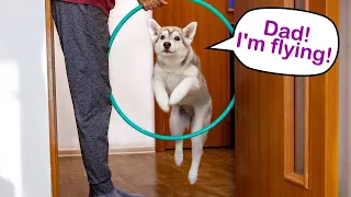 My Dogs Don't Want To Do This! A Husky Puppy Learns To Jump Over An Obstacle.