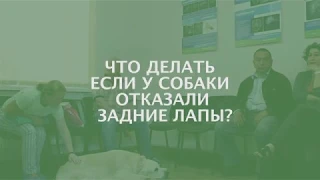 Что делать, если у собаки отказали задние лапы?