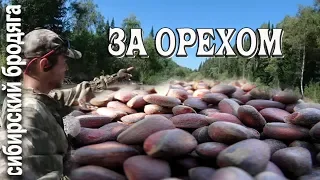 В ТАЙГУ НА ШИШКАРКУ / ОРЕХОВАЯ ЛИХОРАДКА В СИБИРИ