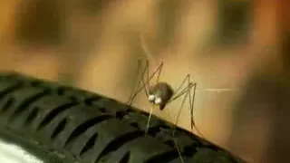 minuscule Power rocket mosquito