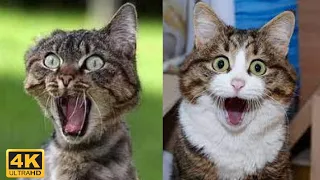 4K 😼 Funny cats compilation, try not to laugh 😂 Cute cats life - Kris reaction