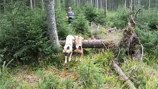 Тут НІКОГО НЕ БУЛО!..Дань ЛІСОВИЧКУ, невже сьогодні ГРИБНИЙ день!