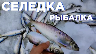 Селедка - отличная рыбалка / #stayhome