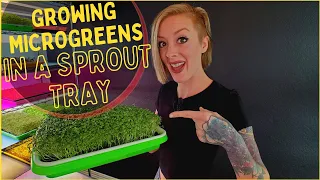 How to Grow Microgreens Using Sprouting Trays | Step-By-Step Tutorial | Soilless Growing