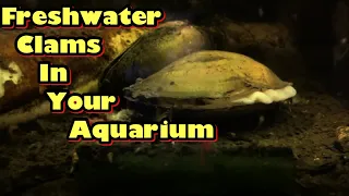 Freshwater clams in your aquarium!