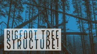 BIGFOOT TREE STRUCTURE - (VERY STRANGE) - Mountain Beast Mysteries Episode 49.